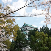 桜と名古屋城